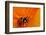 California. Ladybug on a Poppy-Jaynes Gallery-Framed Photographic Print