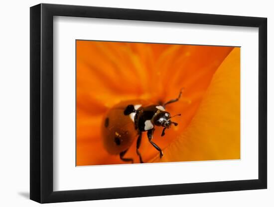 California. Ladybug on a Poppy-Jaynes Gallery-Framed Photographic Print