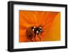 California. Ladybug on a Poppy-Jaynes Gallery-Framed Photographic Print