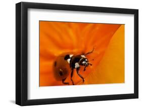 California. Ladybug on a Poppy-Jaynes Gallery-Framed Photographic Print