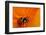 California. Ladybug on a Poppy-Jaynes Gallery-Framed Photographic Print