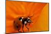 California. Ladybug on a Poppy-Jaynes Gallery-Mounted Photographic Print