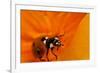 California. Ladybug on a Poppy-Jaynes Gallery-Framed Photographic Print