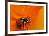 California. Ladybug on a Poppy-Jaynes Gallery-Framed Photographic Print