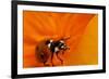 California. Ladybug on a Poppy-Jaynes Gallery-Framed Photographic Print