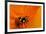 California. Ladybug on a Poppy-Jaynes Gallery-Framed Photographic Print