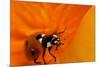 California. Ladybug on a Poppy-Jaynes Gallery-Mounted Photographic Print