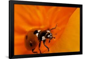 California. Ladybug on a Poppy-Jaynes Gallery-Framed Photographic Print