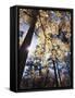 California, Laguna Mountains, Cleveland Nf, California Black Oak Tree-Christopher Talbot Frank-Framed Stretched Canvas