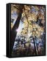 California, Laguna Mountains, Cleveland Nf, California Black Oak Tree-Christopher Talbot Frank-Framed Stretched Canvas