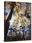 California, Laguna Mountains, Cleveland Nf, California Black Oak Tree-Christopher Talbot Frank-Stretched Canvas