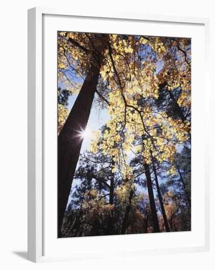 California, Laguna Mountains, Cleveland Nf, California Black Oak Tree-Christopher Talbot Frank-Framed Premium Photographic Print