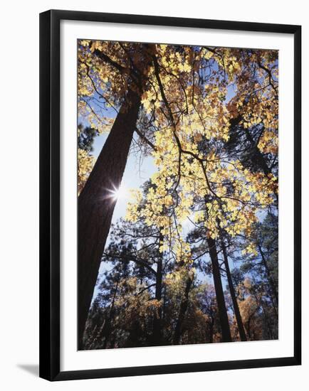 California, Laguna Mountains, Cleveland Nf, California Black Oak Tree-Christopher Talbot Frank-Framed Premium Photographic Print