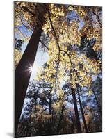 California, Laguna Mountains, Cleveland Nf, California Black Oak Tree-Christopher Talbot Frank-Mounted Premium Photographic Print