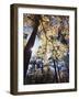 California, Laguna Mountains, Cleveland Nf, California Black Oak Tree-Christopher Talbot Frank-Framed Photographic Print