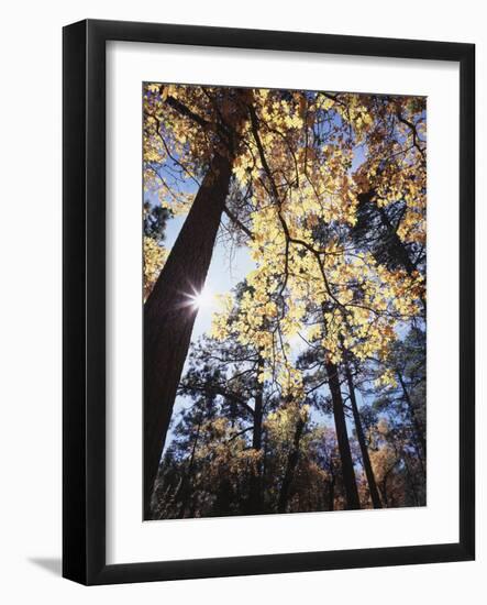 California, Laguna Mountains, Cleveland Nf, California Black Oak Tree-Christopher Talbot Frank-Framed Photographic Print