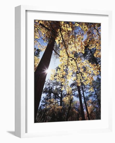 California, Laguna Mountains, Cleveland Nf, California Black Oak Tree-Christopher Talbot Frank-Framed Photographic Print