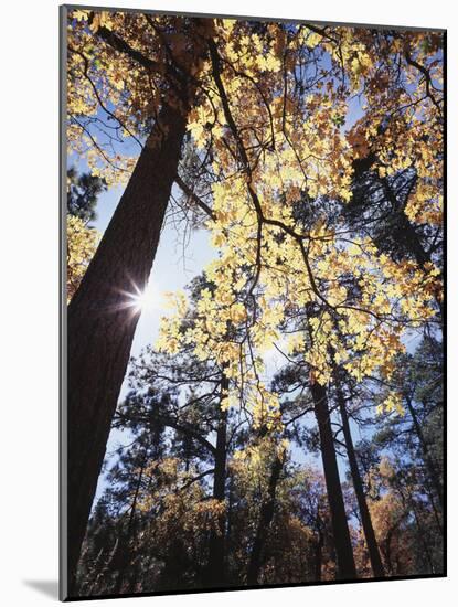 California, Laguna Mountains, Cleveland Nf, California Black Oak Tree-Christopher Talbot Frank-Mounted Photographic Print