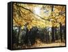 California, Laguna Mountains, Cleveland Nf, California Black Oak Tree-Christopher Talbot Frank-Framed Stretched Canvas