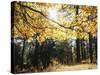 California, Laguna Mountains, Cleveland Nf, California Black Oak Tree-Christopher Talbot Frank-Stretched Canvas