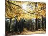 California, Laguna Mountains, Cleveland Nf, California Black Oak Tree-Christopher Talbot Frank-Mounted Photographic Print