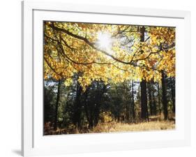 California, Laguna Mountains, Cleveland Nf, California Black Oak Tree-Christopher Talbot Frank-Framed Photographic Print