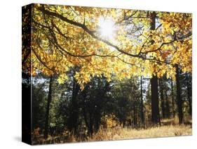 California, Laguna Mountains, Cleveland Nf, California Black Oak Tree-Christopher Talbot Frank-Stretched Canvas