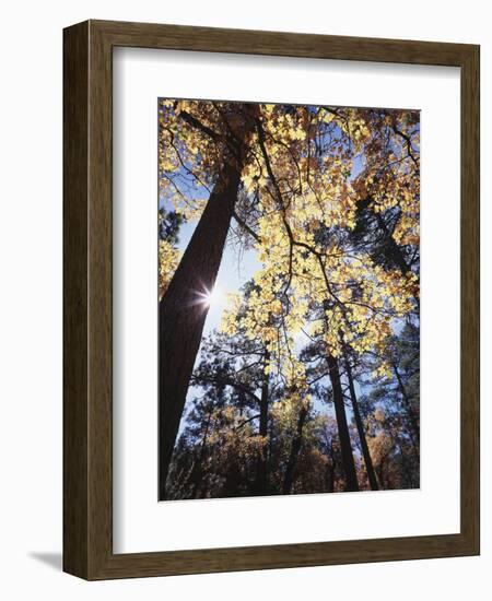 California, Laguna Mountains, Cleveland Nf, California Black Oak Tree-Christopher Talbot Frank-Framed Photographic Print