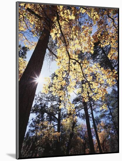 California, Laguna Mountains, Cleveland Nf, California Black Oak Tree-Christopher Talbot Frank-Mounted Photographic Print