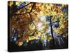 California, Laguna Mts, Cleveland Nf, California Black Oak Tree-Christopher Talbot Frank-Stretched Canvas