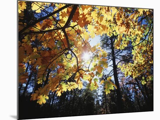 California, Laguna Mts, Cleveland Nf, California Black Oak Tree-Christopher Talbot Frank-Mounted Photographic Print