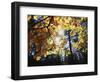 California, Laguna Mts, Cleveland Nf, California Black Oak Tree-Christopher Talbot Frank-Framed Photographic Print