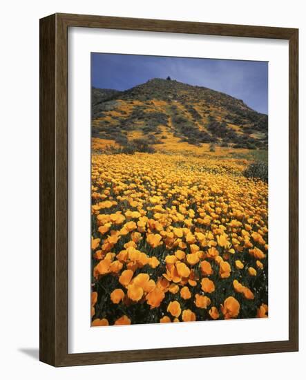 California, Lake Elsinore, California Poppys Cover the Hillside-Christopher Talbot Frank-Framed Photographic Print