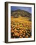 California, Lake Elsinore, California Poppys Cover the Hillside-Christopher Talbot Frank-Framed Photographic Print