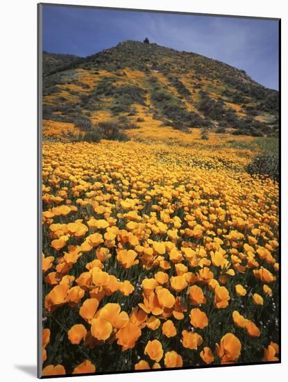 California, Lake Elsinore, California Poppys Cover the Hillside-Christopher Talbot Frank-Mounted Photographic Print