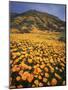 California, Lake Elsinore, California Poppys Cover the Hillside-Christopher Talbot Frank-Mounted Photographic Print