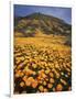 California, Lake Elsinore, California Poppys Cover the Hillside-Christopher Talbot Frank-Framed Photographic Print