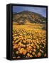 California, Lake Elsinore, California Poppys Cover the Hillside-Christopher Talbot Frank-Framed Stretched Canvas