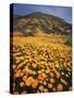 California, Lake Elsinore, California Poppys Cover the Hillside-Christopher Talbot Frank-Stretched Canvas