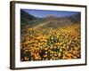 California, Lake Elsinore, California Poppys Cover the Hillside-Christopher Talbot Frank-Framed Photographic Print
