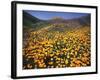 California, Lake Elsinore, California Poppys Cover the Hillside-Christopher Talbot Frank-Framed Photographic Print