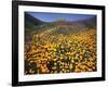 California, Lake Elsinore, California Poppys Cover the Hillside-Christopher Talbot Frank-Framed Photographic Print