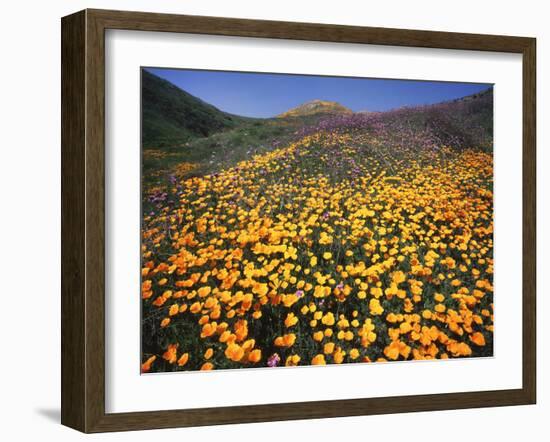 California, Lake Elsinore, California Poppys Cover the Hillside-Christopher Talbot Frank-Framed Premium Photographic Print