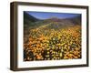 California, Lake Elsinore, California Poppys Cover the Hillside-Christopher Talbot Frank-Framed Premium Photographic Print