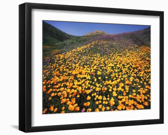 California, Lake Elsinore, California Poppys Cover the Hillside-Christopher Talbot Frank-Framed Premium Photographic Print