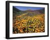 California, Lake Elsinore, California Poppys Cover the Hillside-Christopher Talbot Frank-Framed Premium Photographic Print