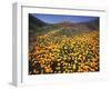 California, Lake Elsinore, California Poppys Cover the Hillside-Christopher Talbot Frank-Framed Premium Photographic Print