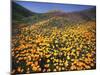 California, Lake Elsinore, California Poppys Cover the Hillside-Christopher Talbot Frank-Mounted Premium Photographic Print