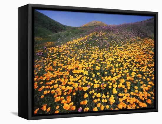 California, Lake Elsinore, California Poppys Cover the Hillside-Christopher Talbot Frank-Framed Stretched Canvas