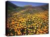 California, Lake Elsinore, California Poppys Cover the Hillside-Christopher Talbot Frank-Stretched Canvas